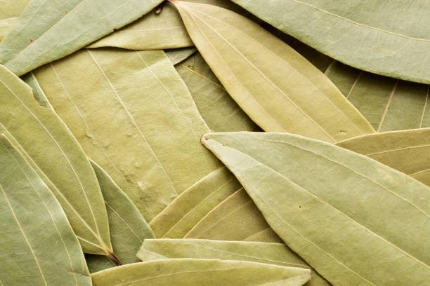 Bay leaves texture background